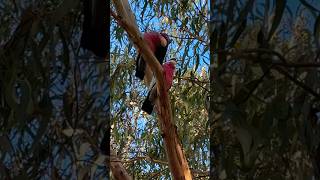 Galah Cockatoo Sounds wild bird sounds tricks [upl. by Abigale]