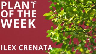 Plant of the Week  Ilex Crenata Japanese Holly [upl. by God]