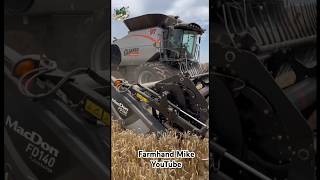 Wheat Harvest 2024 near Cherokee Oklahoma  Gleaner Combines [upl. by Derman128]