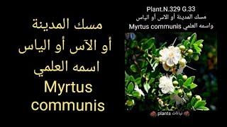 مسك المدينة أو الآس أو الياس اسمه العلمي Myrtus communis [upl. by Atrahc]