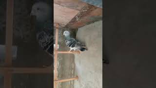 qasad set grantee ka 03448543751 pigeon kabootar fancyanimal [upl. by Idzik]