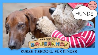 Der Hund – Unser bester Freund 🐶 Tierdoku für Kinder von Der singende Bauernhof [upl. by Ludlew]