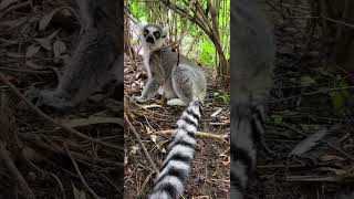 Ringtailed Lemurs  Cincinnati Zoo shorts [upl. by Shull]