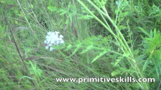 Foragers Guide to Wild Carrot Water Hemlock and Valerian [upl. by Mora984]