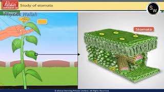 Study of stomata  Class 10  Biology Practical [upl. by Lrub]