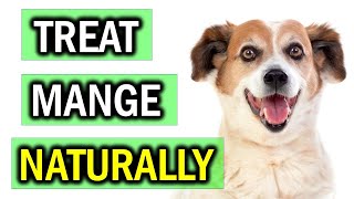 How to Get Rid of Mange on Dogs Naturally [upl. by Pyszka]