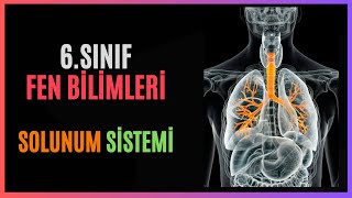 6SINIF  FEN BİLİMLİRİ  SOLUNUM SİSTEMİ konuanlatımı [upl. by Hcahsem]