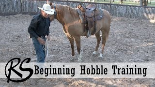 Hobble Training  Everyday Horsemanship [upl. by Hecklau797]