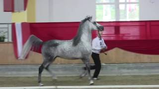 shagya arabian stallion OBAJAN XXVI 1 [upl. by Dnomyad384]