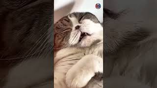 🤣 Unfurgettable Cat Fails Laugh Out Loud Moments 🤣  shorts funny cats dog [upl. by Semadar]