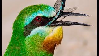 Yeşil arıkuşu Bluecheeked Beeeater [upl. by Dumanian]