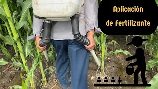 Aplicación de fertilizante al cultivo de maíz  Fertilizando con fuente de nitrógeno en el campo [upl. by Siddra517]