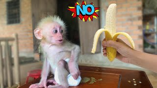 Baby monkey Moon is very special she doesnt like to eat banana [upl. by Salokin808]