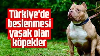 Türkiyede Beslenmesi Yasak Olan 6 Köpek Irkı  Yasaklı Köpekler [upl. by Elleivap]