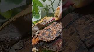 Crested gecko feeding 🩷🥭 crestedgeckos reptiles [upl. by Ralaigh]