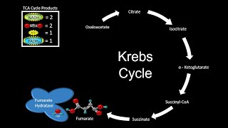 The Importance of Fumarate Hydratase in Cellular Metabolism [upl. by Godard]