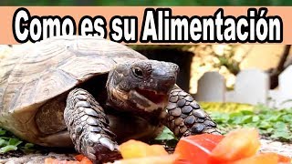 Correcta Alimentación de Tortugas de tierra [upl. by Lorn949]