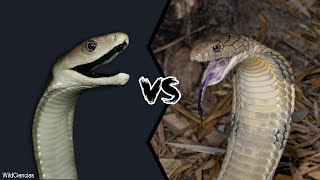 BLACK MAMBA VS KING COBRA  Who Will Win [upl. by Sale733]