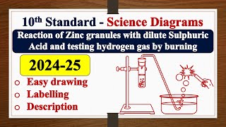 Reaction of Zinc granules with dilute Sulphuric Acid diagram DRAWING  LABELLING  SSLC  SCIENCE [upl. by Aeslahc599]