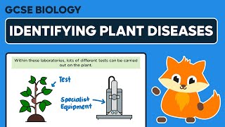 Identifying Plant Diseases  GCSE Biology [upl. by Timotheus340]