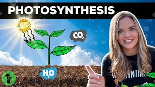 Photosynthesis In The Ecosystem [upl. by Beedon]