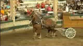 Iowa State Fair  Belgian Horse Show [upl. by Gaulin]