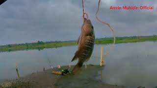 quotMANGROVE JACKquot WAKTU YANG TEPAT MEMANCING IKAN MANGAR [upl. by Hermosa482]