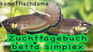 betta simplex Nachzuchten  Maulbrüter Kampffischdame [upl. by Namrej443]