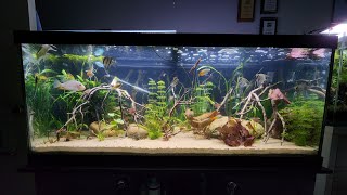 75 Gallon Angelfish Community Tank Rio NanayPeruvian Altum Angelfish [upl. by Beane198]