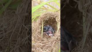 Wild Simgle Bird in Nest EP072 bird avian babyanimal wildbirdlife babybird avianlife animal [upl. by Auhsoj]