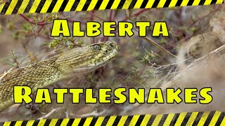 ALBERTA RATTLESNAKES [upl. by Chemar12]