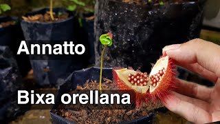 HOW TO GROW ANNATTO Bixa orellana [upl. by Gabriele]