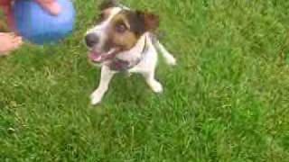 Jack Russell Terrier with Ataxia [upl. by Yle]