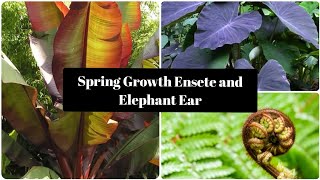 Ensete Maurelli and Elephant Ear Colocasia Growth April Ensete in Spring [upl. by Neliac]