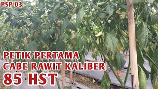 PANEN PERDANA CABE RAWIT KALIBER 85 HST Cara Menanam Cabe [upl. by Callista]