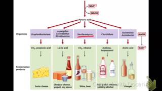 Fermentation Bio 255 [upl. by Pronty]