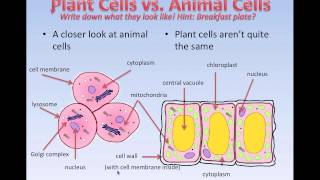 What cells are like Grade 7 [upl. by Knudson368]