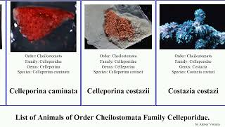 List of Animals of Order Cheilostomata Family Celleporidae celleporina procumbens Buffonellaria [upl. by Leicester]