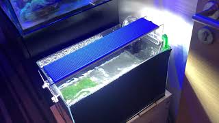 External Refugium setup with my red sea reefer 250 [upl. by Adehsor]