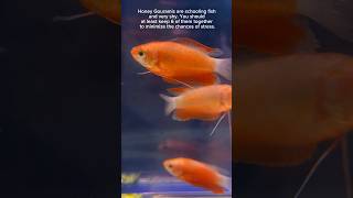 Honey Gourami V265 shorts short shortvideo share trending aquarium pets gourami 🐠🐠🐠 [upl. by Brennan989]