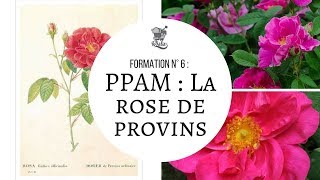 Formation n°6  PPAM La Rose de Provins [upl. by Musihc]