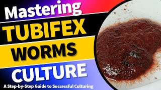 Mastering Tubifex Worm Culture A StepbyStep Guide to Successful Culturing TubifexWormCulture [upl. by Leirbaj]