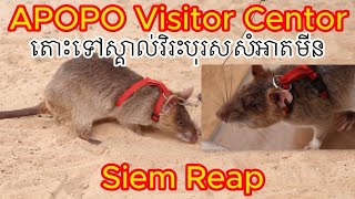 Apopo Visitor Centor in Siem reap Cambodia 🇰🇭 animal smart [upl. by Redienhcs]