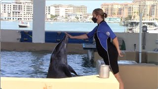 Roughtoothed Dolphin Training Session  Clearwater Marine Aquarium  April 30 2021 [upl. by Zedekiah848]