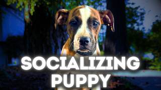 Puppy Socialization Guide with our Pitbull Puppy Flash [upl. by Aicelaf467]