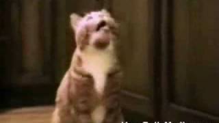 Video Divertenti Gatti che parlano [upl. by Cirred]