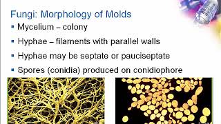 Introduction to Clinical Mycology Part 1 Hot Topic [upl. by Lorilyn443]