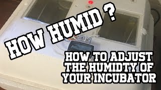 Get the correct humidity in your incubator [upl. by Denby]