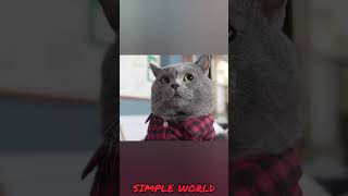 இது மந்திரமா இல்ல சைன்ஸ்ச  Cat vs Feviquick  SIMPLE WORLD [upl. by Beltran625]