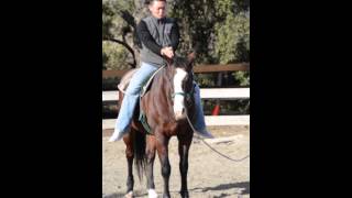 Shaolin Temple USA Sifu Heng Yuan Qigong Energy Sensing on Horse Demetrius [upl. by Nevram123]